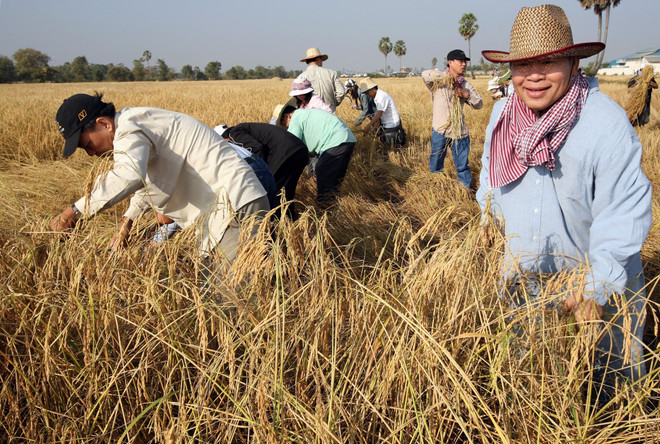 Campuchia kỳ vọng đạt mục tiêu xuất khẩu 1 triệu tấn gạo vào năm 2025 ảnh 1