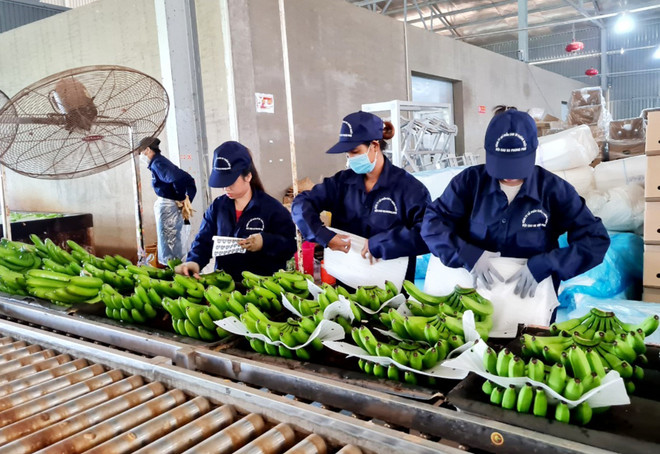 Bọc chuối trước khi đóng gói xuất khẩu. (Ảnh: Hồng Đạt/TTXVN) Bộ Nông nghiệp: Sẽ quản lý mã số vùng trồng bài bản, chuyên nghiệp ảnh 4