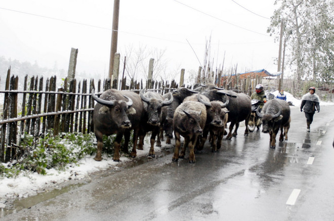 Rét đậm và băng giá xuất hiện trở lại, Bắc Bộ có nơi dưới 9 độ C ảnh 1