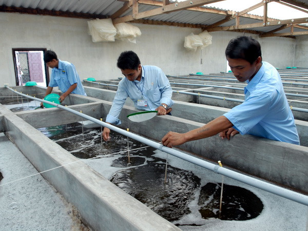 Trà Vinh quy hoạch vùng sản xuất giống thủy sản tập trung ảnh 1