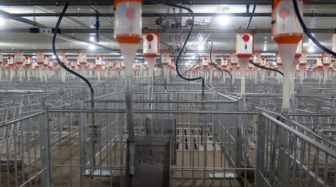 Phú Yên khánh thành trang trại chăn nuôi lợn giống công nghệ cao ảnh 2