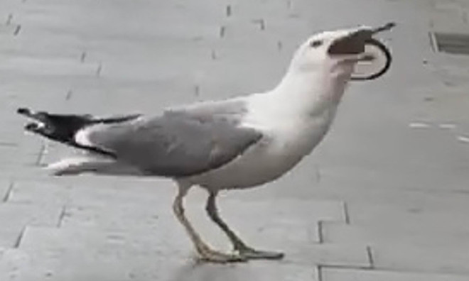 Đoạn video gây sốt cảnh hải âu đói bụng nuốt chửng con chuột khổng lồ ảnh 1