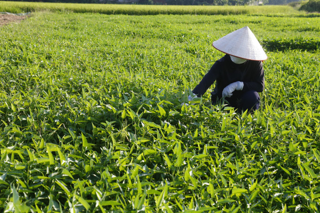 Mở lối ra cho nông sản của hợp tác xã trong bối cảnh dịch bệnh ảnh 1