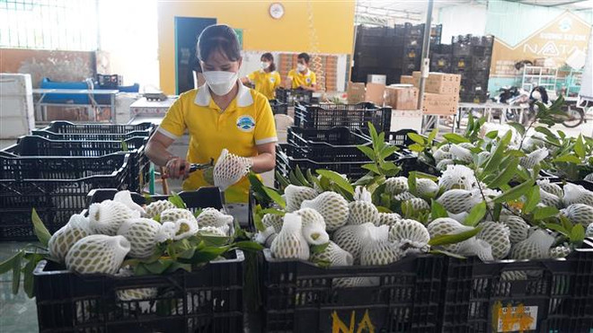 VMBIZ và MCCM sẽ đẩy mạnh xúc tiến thương mại và đầu tư giữa hai nước trong thời gian tới, nhất là ngành thực phẩm và nông nghiệp.(Ảnh: Thanh Tân/TTXVN) Cầu nối thương mại và đầu tư cho các doanh nghiệp Việt Nam-Malaysia ảnh 1