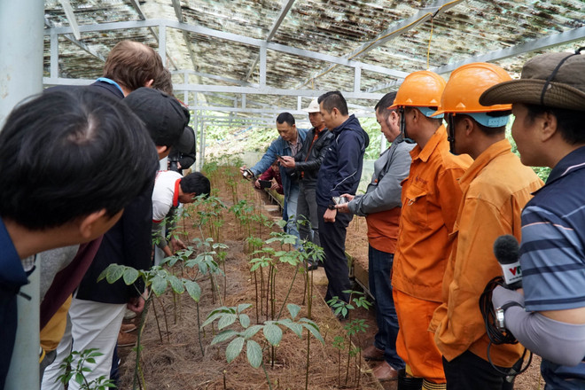 Hỗ trợ tài chính phát triển cây sâm Ngọc Linh bền vững dưới tán rừng ảnh 2