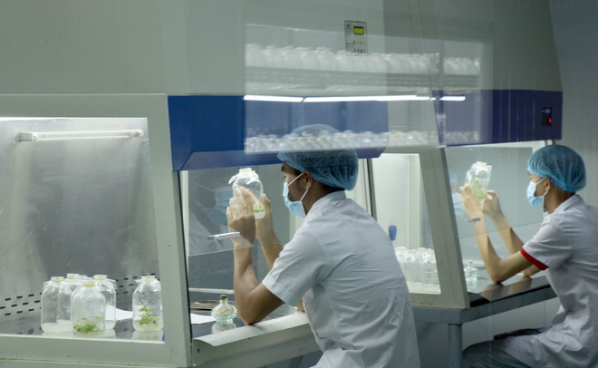 Hỗ trợ tài chính phát triển cây sâm Ngọc Linh bền vững dưới tán rừng ảnh 3