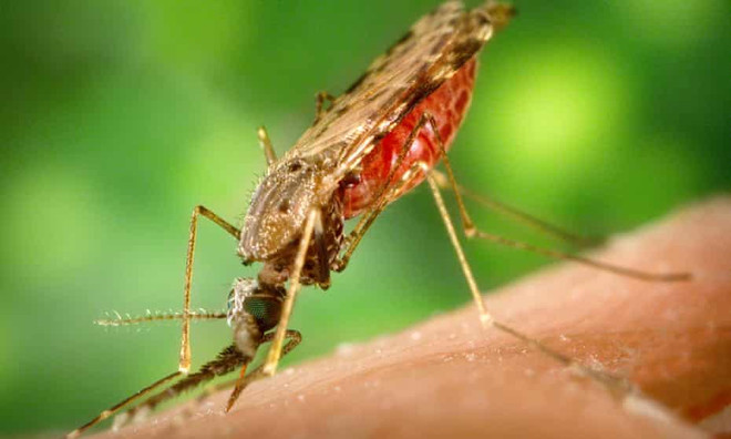 Australia ghi nhận thêm ca tử vong do virus viêm não Nhật Bản ảnh 1