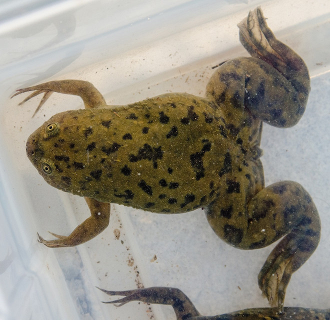 Sự thật khó tin về loài ếch: Nuốt thức ăn nhờ mắt, đẻ bằng miệng ảnh 3