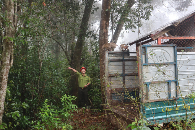 Quảng Ngãi: Thả 3 cá thể khỉ đuôi lợn về môi trường tự nhiên ảnh 1