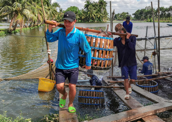Thận trọng trước tình trạng nông dân đổ xô thả nuôi khi cá tra sốt giá ảnh 2