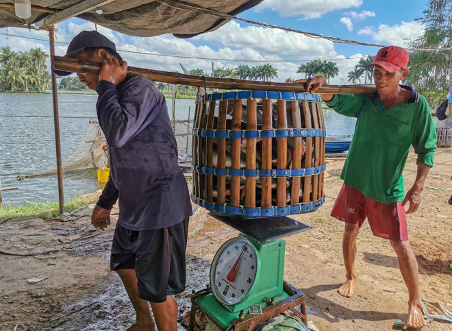 Thận trọng trước tình trạng nông dân đổ xô thả nuôi khi cá tra sốt giá ảnh 3