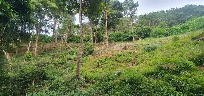 Đắk Nông thu hồi gần 1.800 ha đất của dự án lâm nghiệp nhiều vi phạm ảnh 1