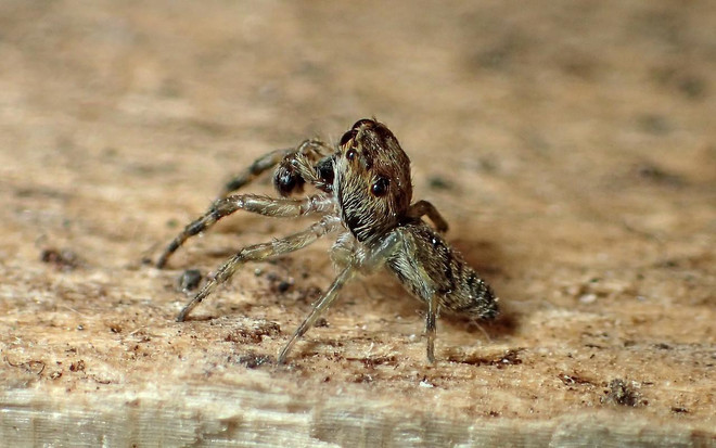 Thế giới ghi nhận loài nhện thứ 50.000, khả năng còn 50.000 loài khác ảnh 1