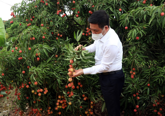 Bộ trưởng Bộ Công thương Nguyễn Hồng Diên hái những chùm vải đầu tiên để xuất khẩu. (Ảnh: Mạnh Tú/TTXVN) Hải Dương xuất khẩu những tấn vải thiều đầu tiên trong năm 2021 ảnh 2