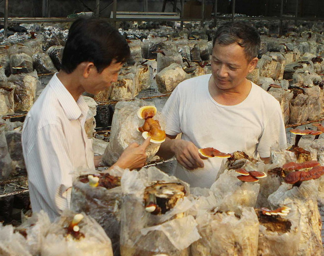 Trồng nấm linh chi đỏ ở đảo Phú Quốc mang lại hiệu quả cao ảnh 1