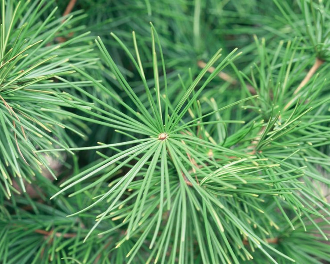 Hàn Quốc dùng công nghệ sử dụng lá thông để đo ô nhiễm không khí ảnh 1