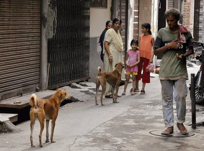 Nhiều vụ chó hoang tấn công người dân xảy ra tại Ấn Độ. (Nguồn: India Tribune)