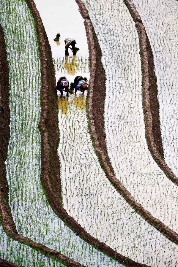 [Photo] Ruộng bậc thang Mù Cang Chải vào mùa gieo cấy ảnh 6