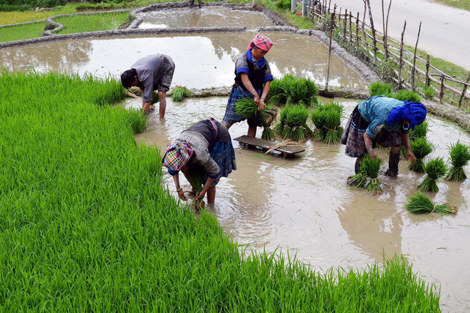 [Photo] Ruộng bậc thang Mù Cang Chải vào mùa gieo cấy ảnh 2