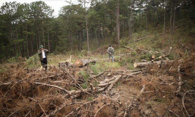 Gia Lai: Ba lãnh đạo Ban Quản lý rừng phòng hộ Ayun Pa bị kỷ luật ảnh 1