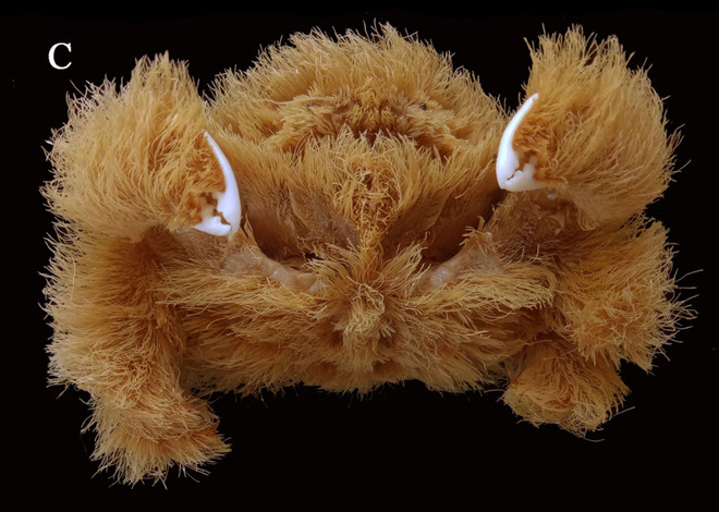 Australia phát hiện và đặt tên cho hơn 600 loài động, thực vật mới ảnh 1