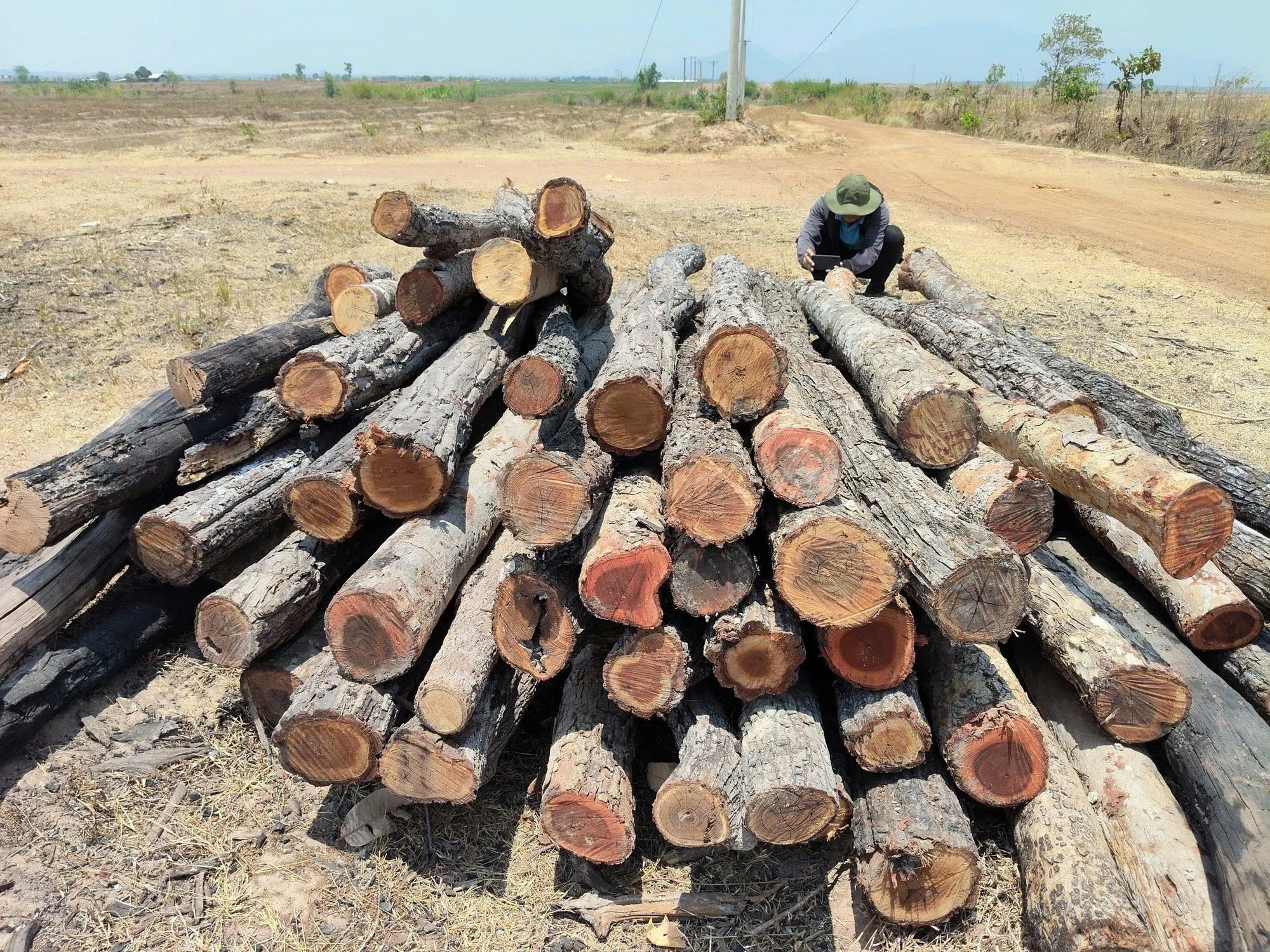 Gia Lai Xác Minh Vụ Khai Thác Lâm Sản Trái Phép Tại Vùng Giáp Ranh
