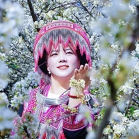 Hoa mận ở Làng Sang nở rộ từ giữa tháng Một đến đầu tháng Hai, đây là thời điểm đẹp để du khách lên lịch trình khám phá vùng đất Púng Luông. (Ảnh: Đinh Thùy/TTXVN)