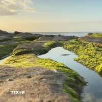 Những tảng đá được rêu phủ xanh. (Nguồn: TTXVN phát)