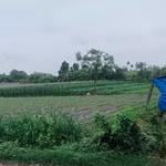 Thửa đất tại xã Tân Đông Hội (nay thuộc xã Củ Chí, Thành phố Hồ Chí Minh) trong vụ tranh chấp hợp đồng chuyển nhượng quyền sử dụng đất sau gần 3 năm chờ đợi, khiến bên mua không thể “đăng bộ được”. (Ảnh: PV/Vietnam+)