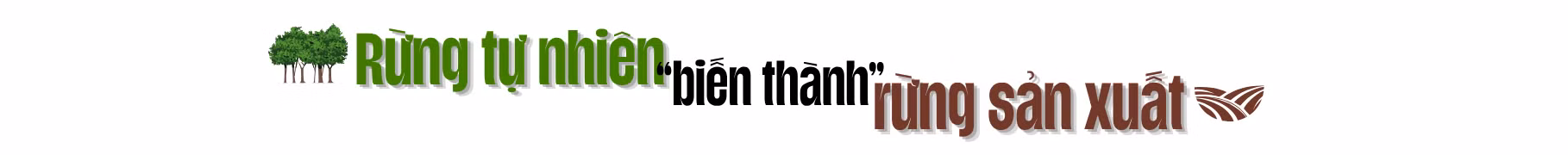 rung-tu-nhien-bien-thanh-rung-san-xuat.png