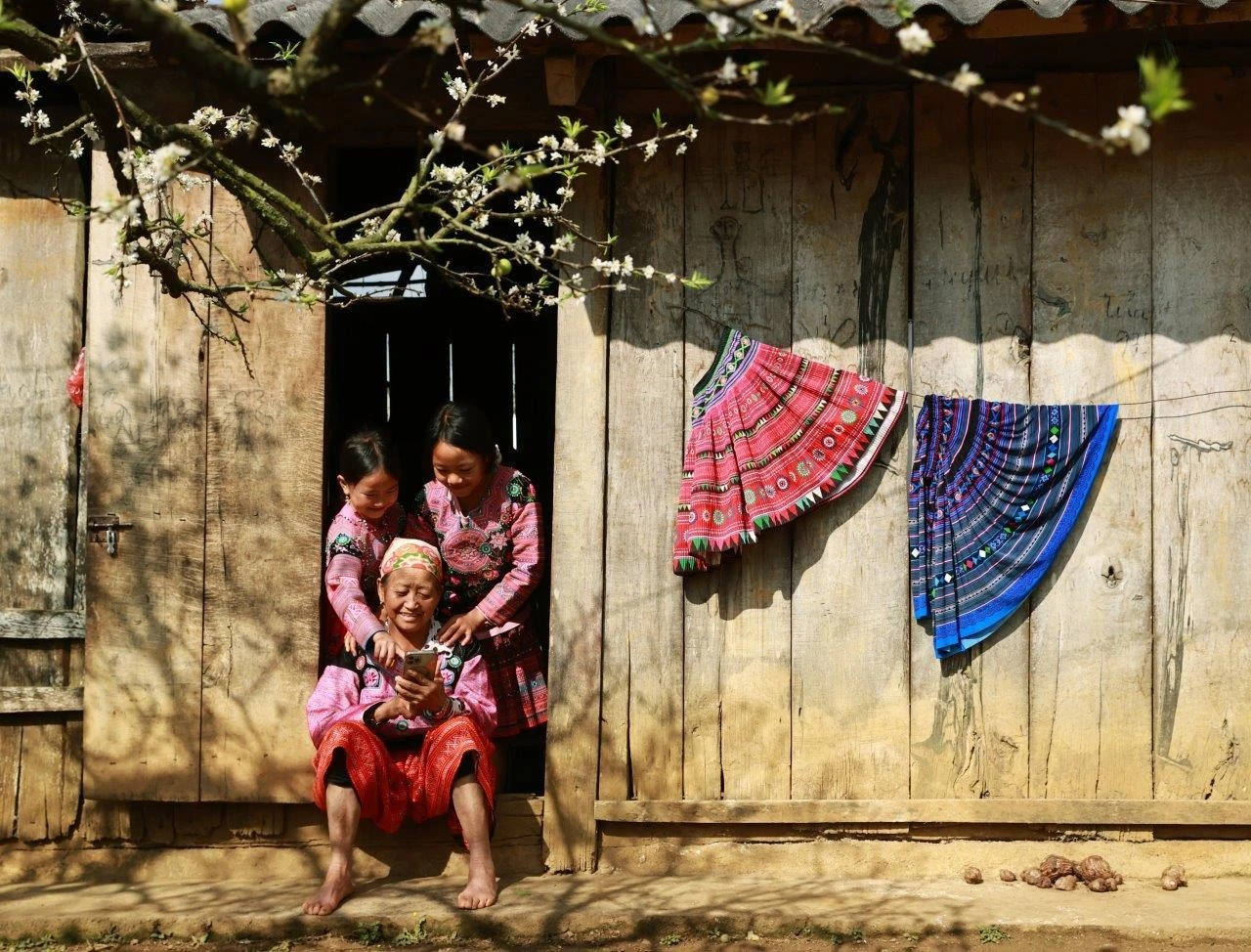 Les Mong du village de Na Ka, commune de Pa Kien 1, ville agricole de Moc Chau, province de Son La, apprennent les techniques d'entretien des pruniers à partir d'un téléphone connecté à Internet. (Photo : Hoang Quang Ha)