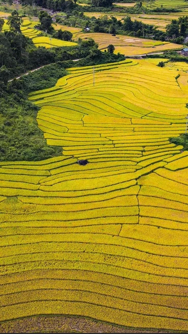 Chiêm ngưỡng vẻ đẹp cánh đồng lúa chín vàng ở Mường Nhé