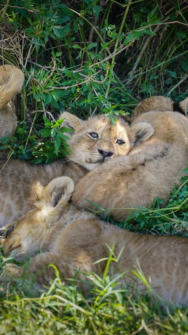 Sư tử tại Khu bảo tồn quốc gia Masai Mara ở Kenya. (Ảnh: THX/TTXVN)