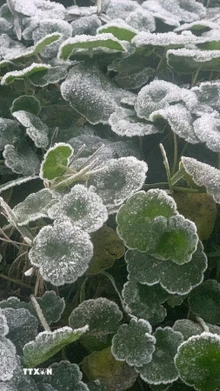 Xuất hiện băng giá tại miền Tây Nghệ An