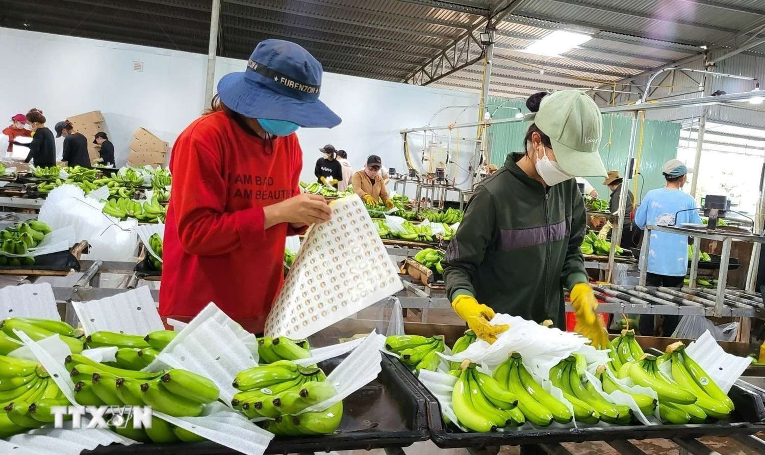 Đẩy mạnh xuất khẩu nông sản thông qua mã số vùng trồng. (Ảnh: TTXVN) Xuất khẩu nông sản vào EU: Tăng cường tuân thủ quy định về an toàn thực phẩm