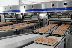 Dây truyền đóng gói tự động trứng gá Hòa Phát. (Ảnh: Vietnam+)