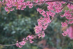 Mỗi loài hoa, loài cây được trưng trong ngày Tết đều có ý nghĩa riêng, biểu tượng cho niềm vui, may mắn và hạnh phúc trong những ngày đầu năm mới.