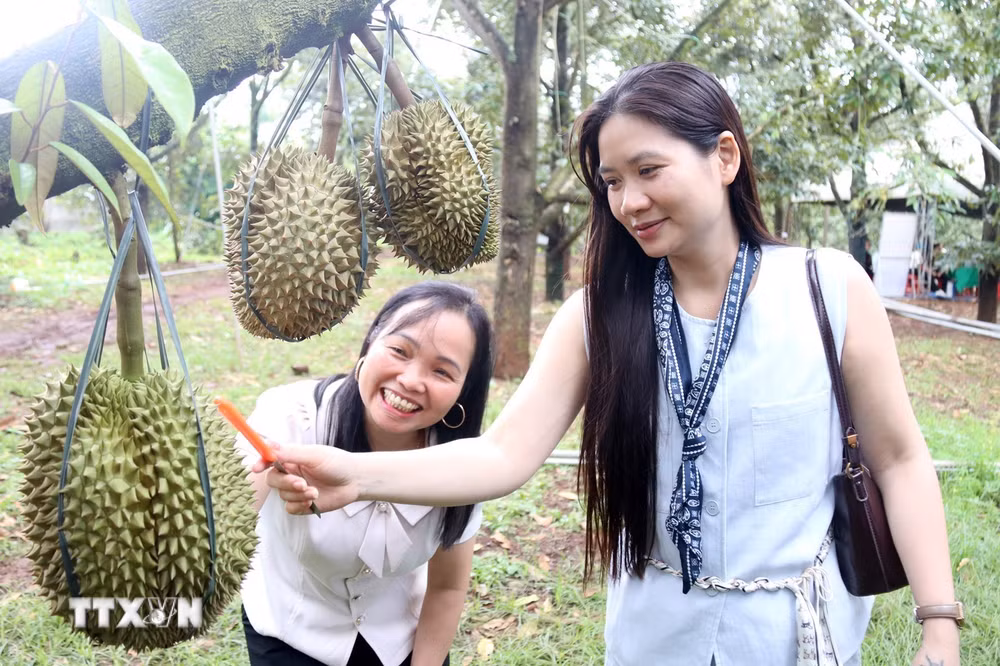 ttxvn-dak-lak-xay-dung-le-hoi-sau-rieng-thanh-san-pham-van-hoa-du-lich-dac-trung-9000936-2.jpg