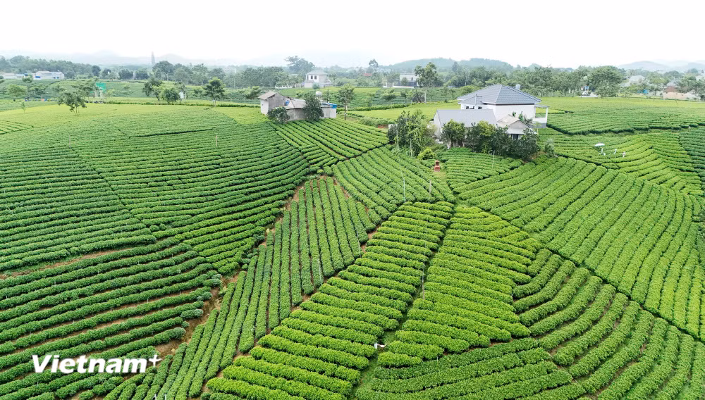 vnp-che-la-bang-thai-nguyen-1.jpg