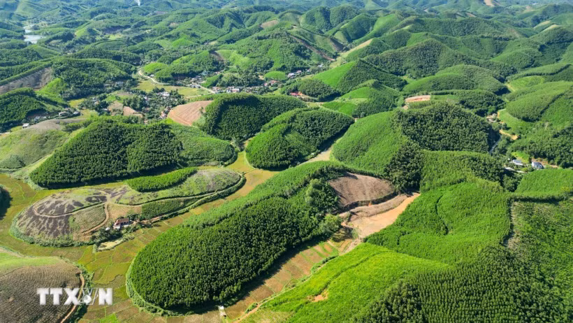 Bảo vệ và phát triển rừng. (Ảnh minh họa. Nguồn: TTXVN)