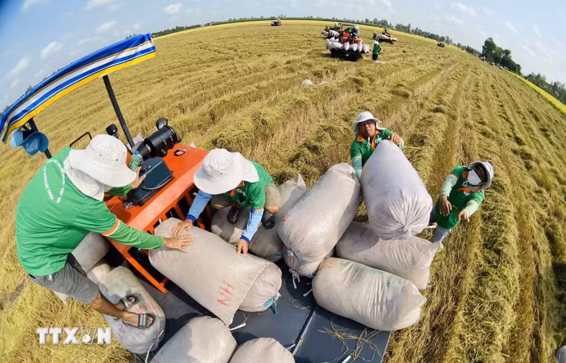 Giá gạo xuất khẩu của Việt Nam tiếp tục duy trì trạng thái ổn định. (Nguồn: TTXVN)