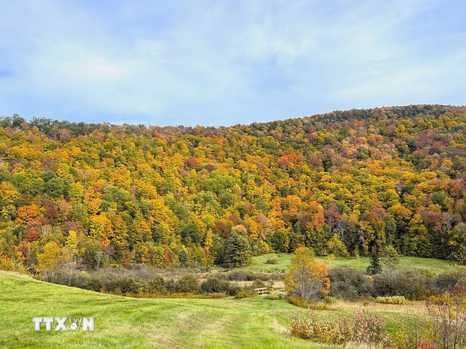 Màu vàng xen lẫn màu cam và đỏ của rừng cây mùa thay lá tại bang Vermont (Mỹ). (Ảnh: TTXVN)