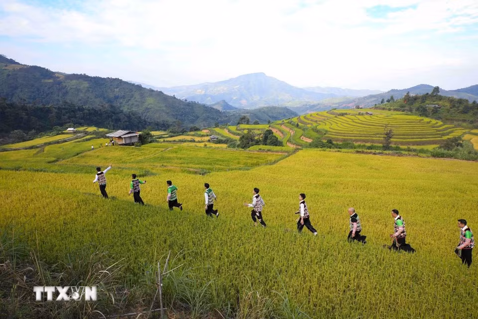 Đồng bào Mông vùng cao trải nghiệm giữa mùa vàng Pu Nhi. (Ảnh: Xuân Tư/TTXVN)