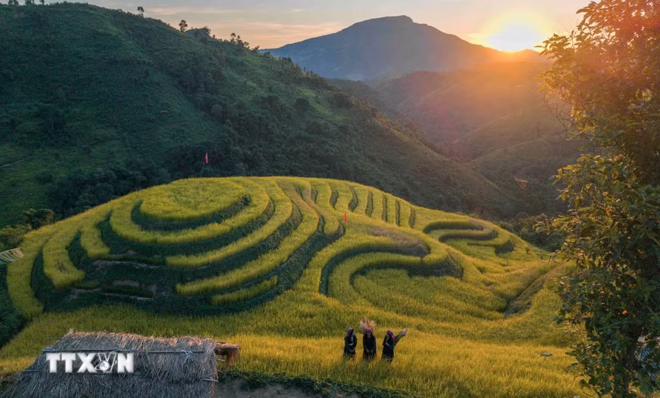 Sắc vàng mùa lúa chín trên ruộng bậc thang Pu Nhi. (Ảnh: Xuân Tư/TTXVN)