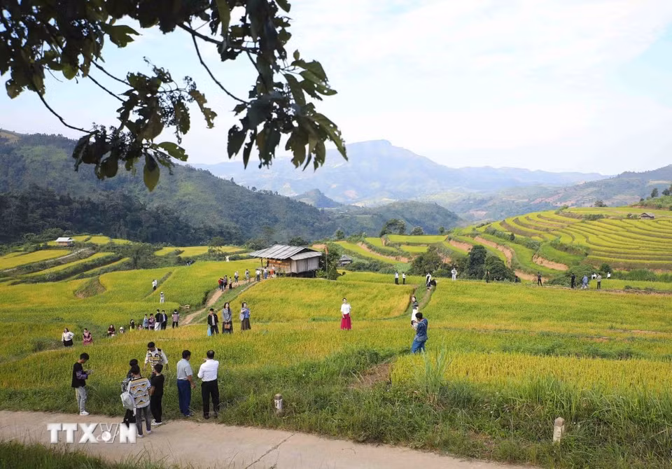 Đông đảo du khách tham quan, trải nghiệm giữa những thửa ruộng bậc thang đang vào mùa lúa chín, cảm nhận vẻ đẹp bình dị của thiên nhiên và cuộc sống vùng cao. (Ảnh: Xuân Tư/TTXVN)