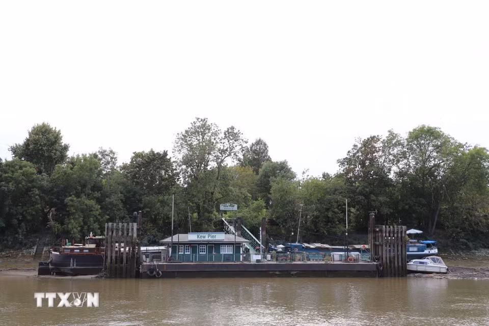 Một số con tàu tại cầu tàu Kew không thể hoạt động do mực nước sông Thames xuống quá thấp. (Ảnh: Hữu Tiến/TTXVN)