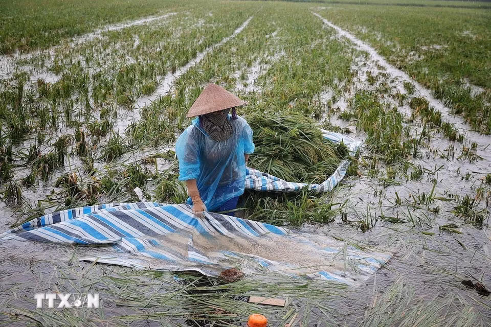 Giữa thửa ruộng mênh mông nước, người nông dân gom những bó lúa cuối cùng lên bạt để vận chuyển vào bờ. (Ảnh: Phạm Tuấn Anh/TTXVN)