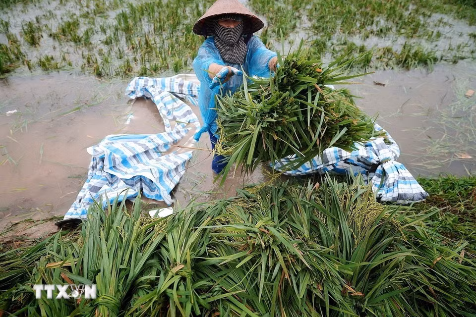 Từng bó lúa được nhanh chóng chuyển lên bờ trong cuộc chạy đua với tình trạng ngập úng trên đồng ruộng. (Ảnh: Phạm Tuấn Anh/TTXVN)
