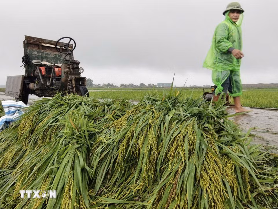 Người dân thôn Cấn Thượng, xã Kiều Phú thu hoạch lúa dưới trời mưa lớn. (Ảnh: Minh Quyết/TTXVN)