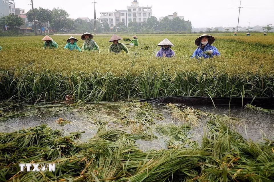 Nhiều nông dân cùng xuống đồng thu hoạch diện tích lúa chưa tới ngày thu hoạch với phương châm "xanh nhà hơn già đồng." (Ảnh: Phạm Tuấn Anh/TTXVN)